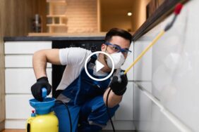 مكافحة الصراصير في المطبخ: استراتيجيات مجربة لبيت صحي ونظيف