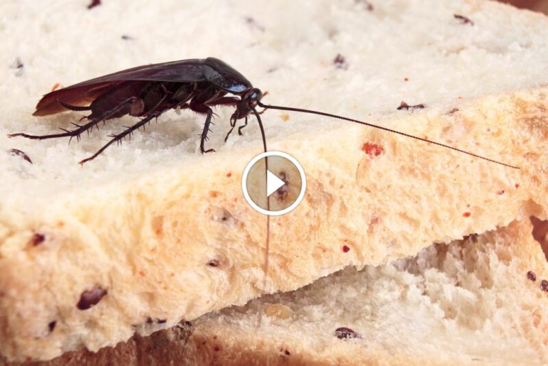 حلول مبتكرة للقضاء على الصراصير نهائياً والحفاظ على صحة الأسرة