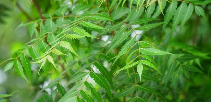 دليل المبتدئين لشجرة النيم: الفوائد وطرق الاستخدام الآمنة