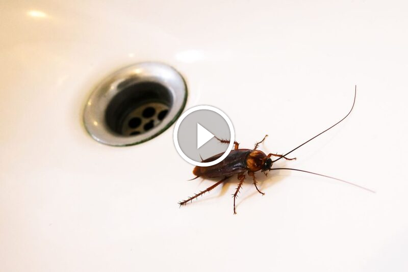 تخلص من صراصير الحمام الآن: نصائح عملية وموثوقة