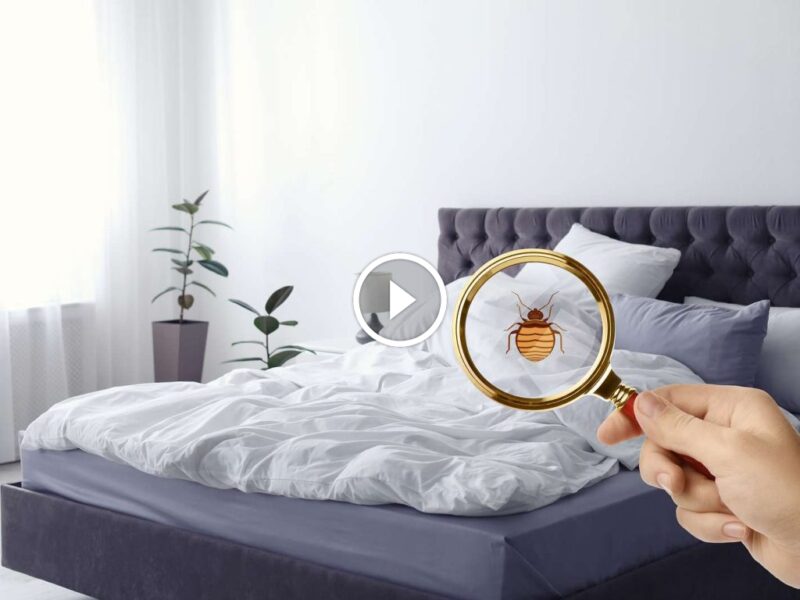 حان وقت الفعل: دليلك العملي للقضاء على البق نهائيًا اليوم