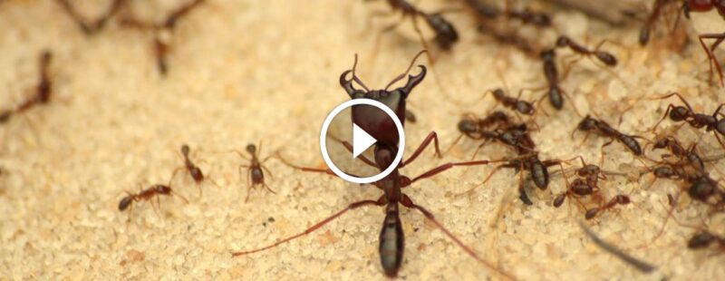 خطوات سهلة لمكافحة النمل: حماية منزلك من الغزو الصغير