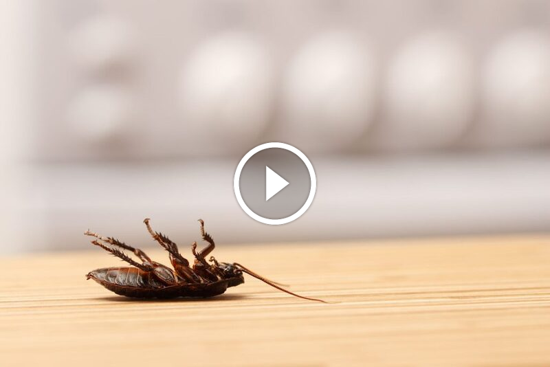 نصائح ذهبية: حماية مطبخك من الصراصير ومكافحتها بذكاء