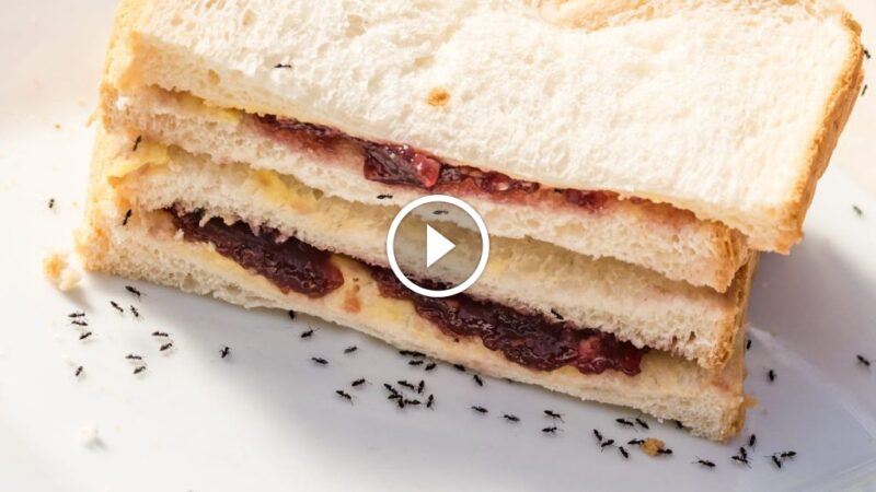 القضاء على النمل نهائيًا: استراتيجيات مجربة لمكافحة النمل