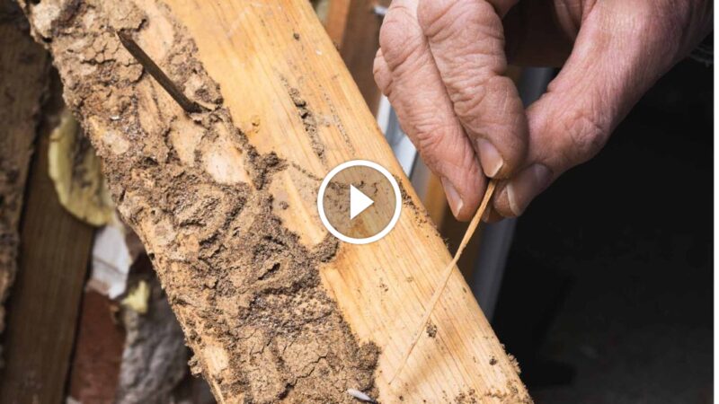 بوابة السعودية: رواد في ضمان خدمات مكافحة الآفات