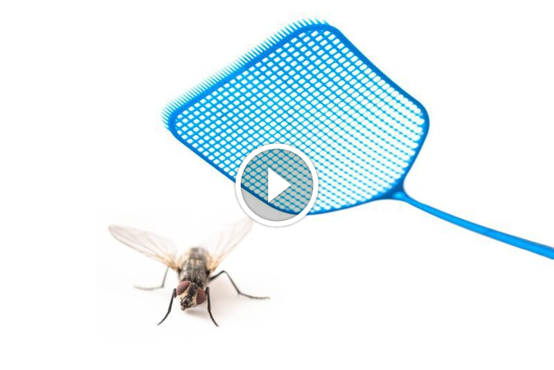 أضرار الذباب والوقاية منه: دليل مكافحة الذباب المنزلي