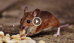 مكافحة الفئران المنزلية: حماية صحتك وممتلكاتك بفعالية