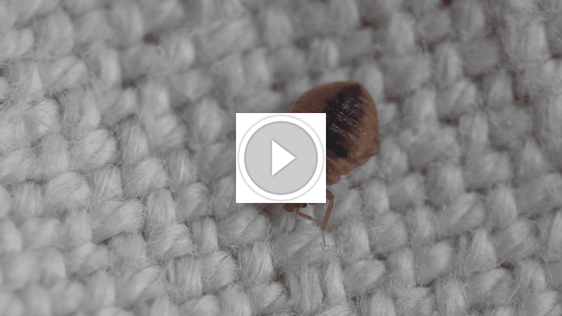 لماذا يعد ضمان رضا العميل حجر الزاوية لخدماتك؟