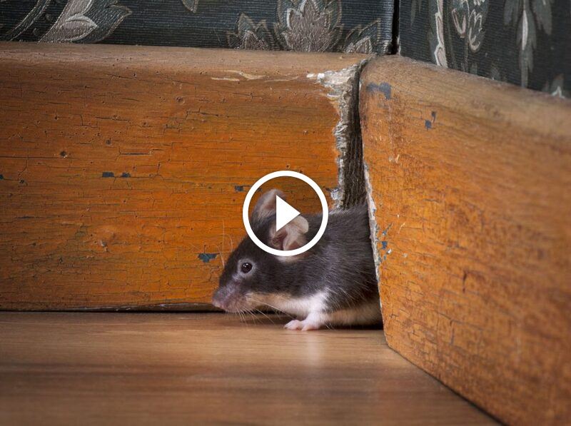 المعيار الجديد: ضمان استرداد الأموال في مكافحة الآفات يقود السوق