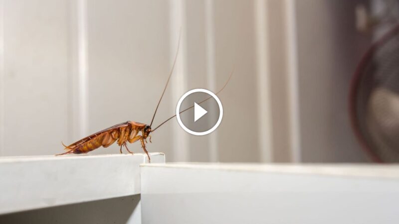 التخلص من الصراصير نهائياً: الأساليب المجربة والحلول المستدامة