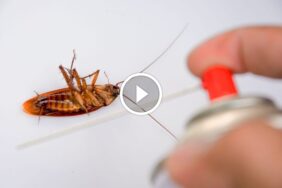 استخدام الخل الأبيض لمكافحة الصراصير: فوائد، حدود، وتوصيات