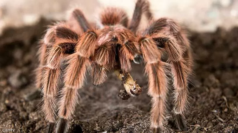 العناكب بين الفضول والخوف: حقائق مذهلة حول عالم العناكب