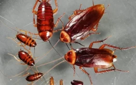 تحدي مكافحة الصراصير: حلول مستدامة لمنزل خالٍ من الآفات تماماً