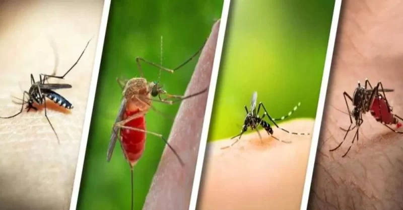 بناء حصن طبيعي: دليل شامل لـ مكافحة البعوض الطبيعية