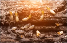 منشأة قوية وآمنة: مكافحة النمل الأبيض قبل البناء سر نجاحك