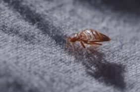 تأثير بق الفراش على صحتك ونومك: الحلول المضمونة للقضاء عليه