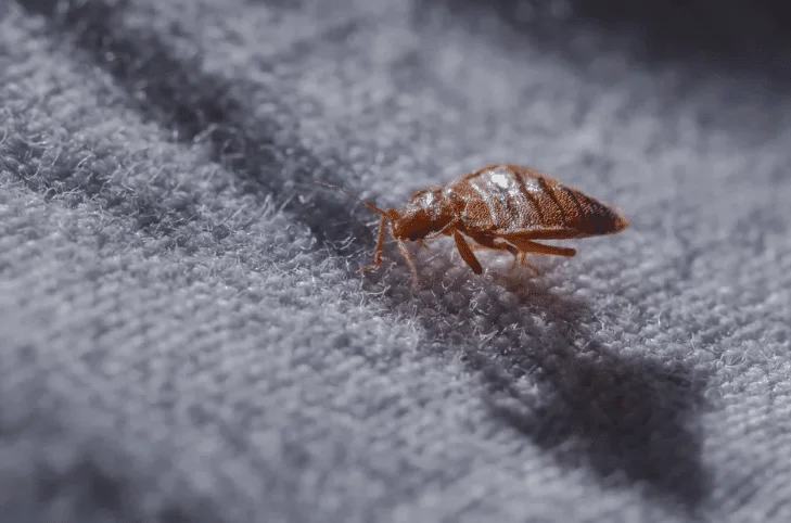 تأثير بق الفراش على صحتك ونومك: الحلول المضمونة للقضاء عليه