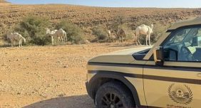 استراتيجيات حماية المحميات الملكية: الأمن البيئي والشراكة المجتمعية