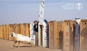 استكشف جهود المملكة لحماية التنوع الأحيائي في السعودية وإعادة توطين الكائنات
