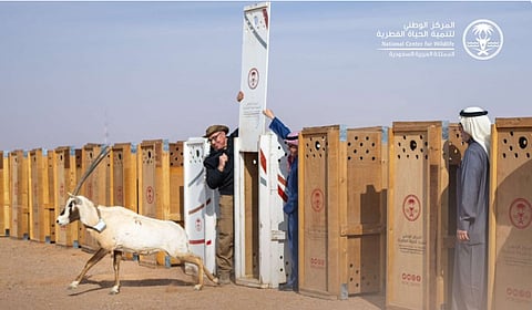 استكشف جهود المملكة لحماية التنوع الأحيائي في السعودية وإعادة توطين الكائنات