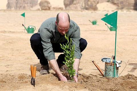 من العلا: الأمير ويليام يقود جهودًا بيئية مشتركة