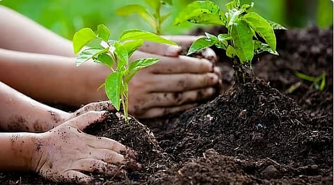 مشروع المليوني شجرة: إنجازات تعزيز الغطاء النباتي في جازان