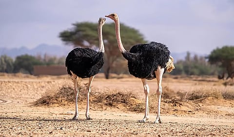 إطلاق الكائنات الفطرية بأمان: أهمية التأهيل والصحة