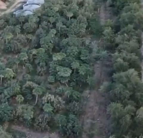 إلهام الأجيال: تجربة رائدة في زراعة الحمضيات بالفقرة