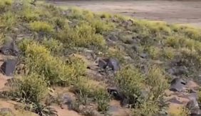 رئيس «العناية بالبيئة»: الاحتطاب والرعي الجائر من أكثر الممارسات ضررا