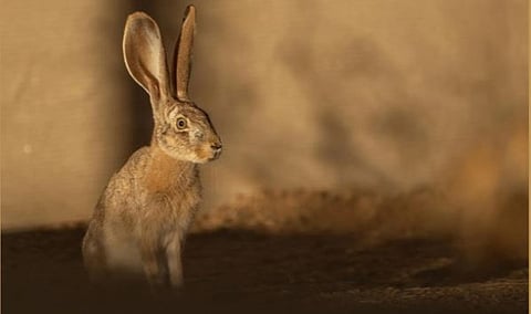 مستقبل مزدهر: الأهداف وراء إعادة توطين الأرنب العربي في المحمية الملكية