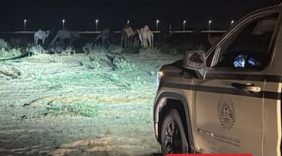 «الأمن البيئي» تضبط مخالفًا لرعيه في محمية الملك عبدالعزيز الملكية
