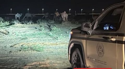 «الأمن البيئي» تضبط مخالفًا لرعيه في محمية الملك عبدالعزيز الملكية