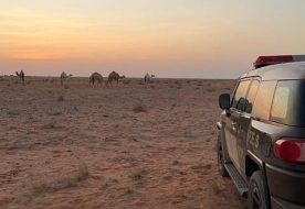 ضبط مواطن لارتكابه مخالفة رعي في محمية الإمام عبدالعزيز بن محمد الملكية