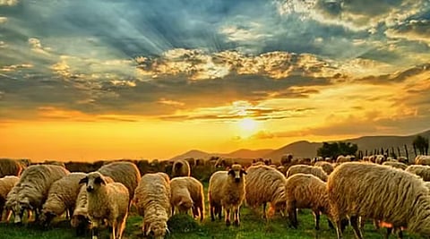 «الإرشاد الزراعي»: 4 مؤشرات لتقييم جودة لحم الأغنام