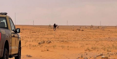 ضبط مواطن لارتكابه مخالفة رعي في محمية الإمام عبدالعزيز بن محمد الملكية
