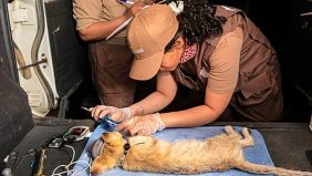 محمية الأمير محمد بن سلمان تسجل إنجازًا عالميًّا في تتبع شبح الصحراء