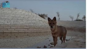 محمية الملك عبدالعزيز الملكية تسجّل أول رصد موثّق لـ ابن آوى الذهبي في منطقة الرياض