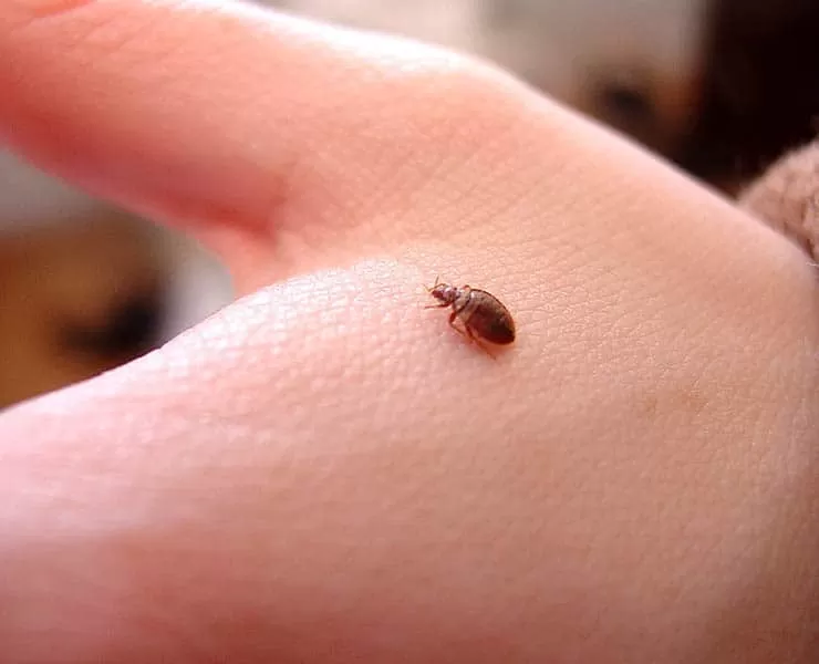 حل مشكلة بق الفراش: علامات الإصابة في البيت وخطوات التخلص منها