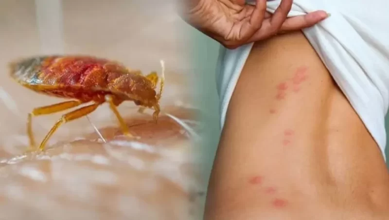 الأهمية البيئية لبق الفراش وتأثيره الصفري على التوازن البيئي