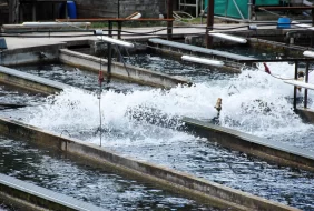 الاستزراع السمكي بالأحواض الإسمنتية: استدامة وربحية في المملكة