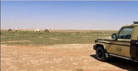 ضبط مواطن مخالف لارتكابه مخالفة رعي في محمية الملك عبدالعزيز الملكية