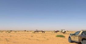 ضبط مواطن لارتكابه مخالفة رعي في محمية الإمام عبدالعزيز بن محمد الملكية