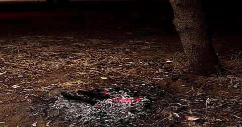 قوانين صارمة لـ حماية البيئة السعودية: حظر إشعال النار وحماية الحياة الفطرية