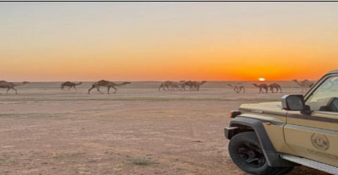 ضبط مواطن لارتكابه مخالفة رعي في محمية الملك عبدالعزيز الملكية