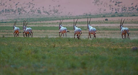 خطوة نحو الاستدامة: تنظيم الكائنات الفطرية في السعودية ومكافحة الاتجار
