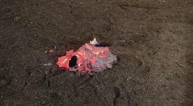 نحو مستقبل أخضر: جهود حماية الغطاء النباتي في السعودية