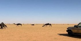 الإرث الطبيعي: أهمية الحفاظ على المحميات الملكية من مخالفات الرعي الجائر