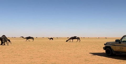 الإرث الطبيعي: أهمية الحفاظ على المحميات الملكية من مخالفات الرعي الجائر