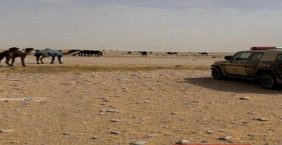 ضبط مواطن لارتكابه مخالفة رعى فى محمية الإمام عبدالعزيز بن محمد الملكية