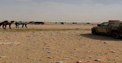 ضبط مواطن لارتكابه مخالفة رعى فى محمية الإمام عبدالعزيز بن محمد الملكية